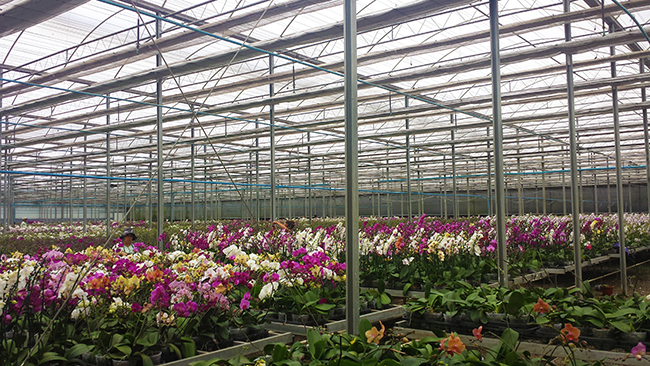 blossom in Brazilian market