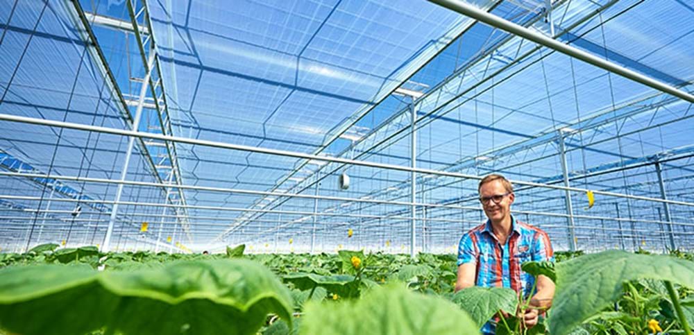 To be able to do its job of insulating and saving energy, a screen must have crystal clarity. That way the need for warmth and energy saving does not conflict with the even more critical need of the plant for light.