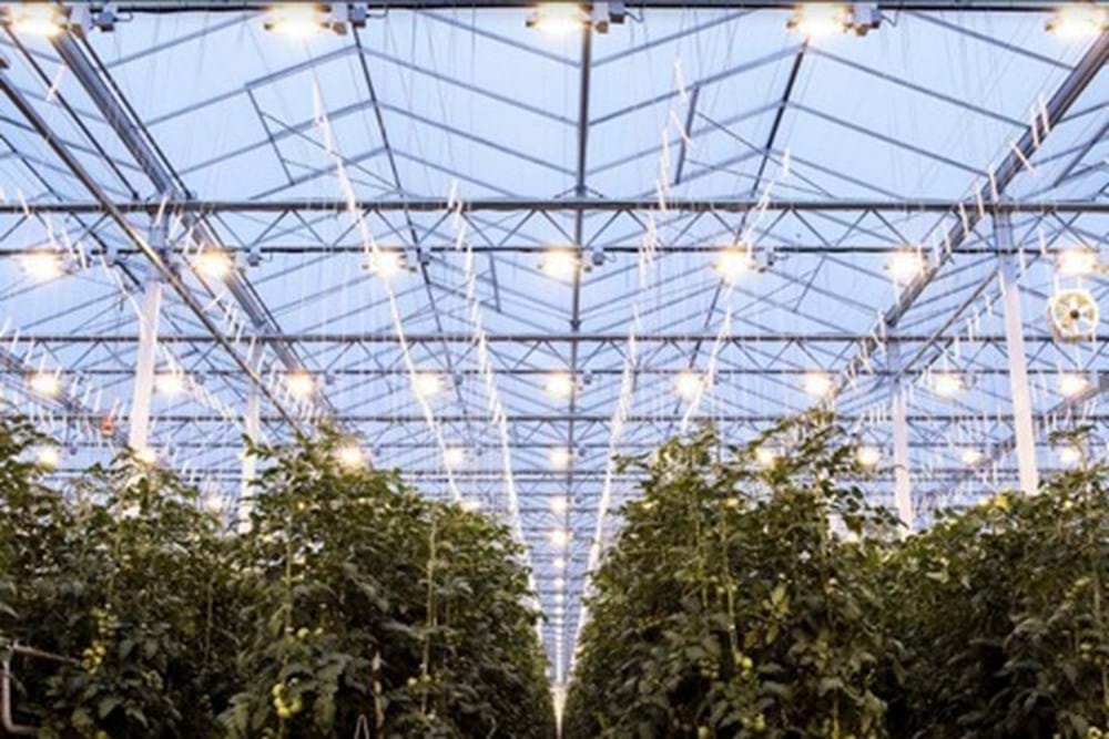 Foto des MightyVine Gewächshauses, das mit diffusem Glas ausgestattet ist