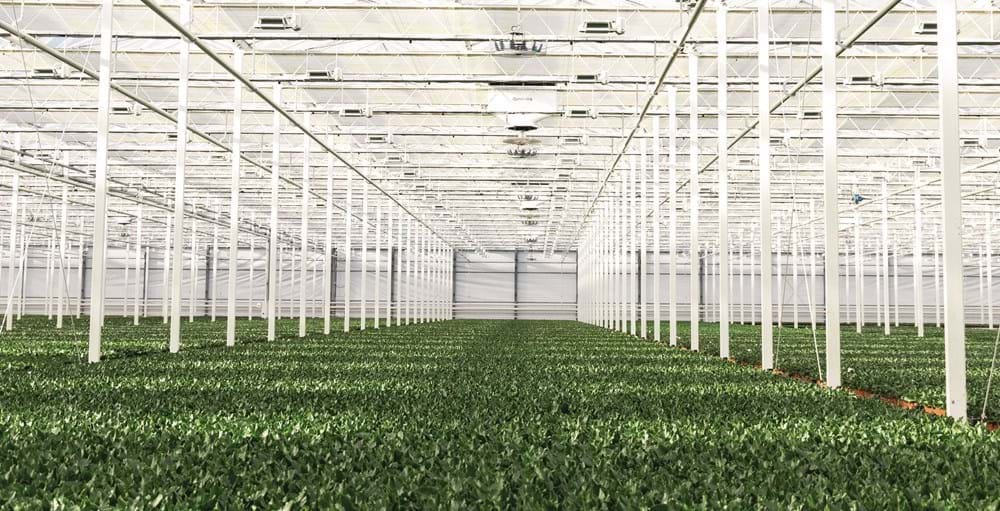 The ClimaFlow System consists of a VentilationJet, which draws in fresh air from above through the fully closed screens. This dry, cool air is blown down into the greenhouse by the ClimaFlow Fan. “The system includes a vertical fan that evenly distributes the air through the greenhouse and the crop,” explains Dominique Blok of Svensson. “Due to the vertical airflow, moisture is removed. This stimulates evaporation and results in an active, even and healthy microclimate. Vertical ventilation ensures a much more uniform greenhouse climate than horizontal fans.”