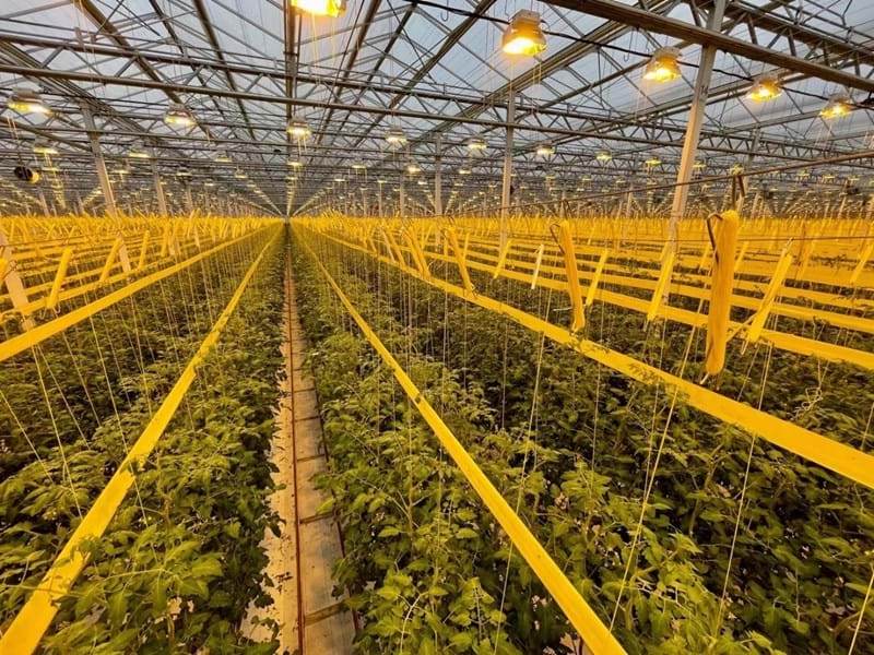 图1. 极星温室番茄生产使用高压钠灯补光