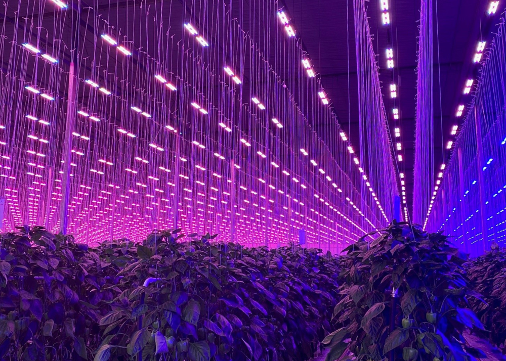 Light abatement curtains, such as Svensson's Obscura 9950 FR W, are now eligible for funding support under the Enbridge Gas Agricultural Custom Incentive Program.  Photo courtesy of Allegro Acres / Gene Ingratta.