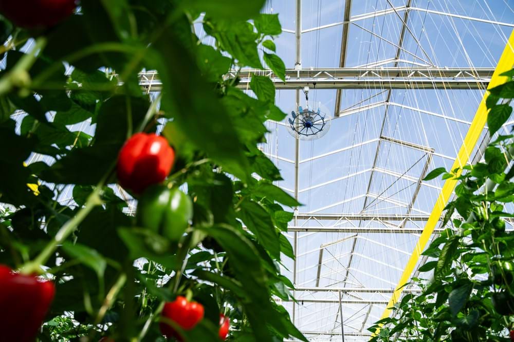 Twin Creeks leverages the power of vertical airflow and double screens to save energy and create a homogeneous climate.