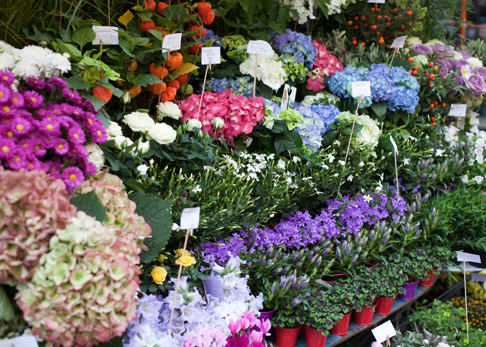 With spring arriving earlier, shoppers are heading to stores sooner for flowers and perennials—fueling demand for early-season color and greenery.