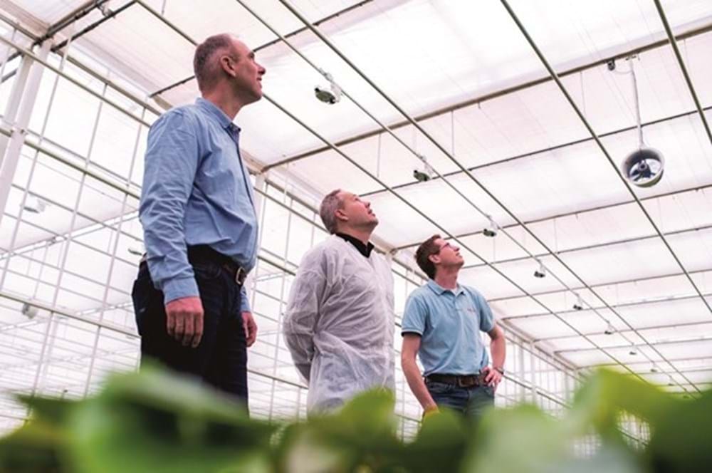 Dutch grower Anthura partnered with Svensson Climate Advisor Bart Bakker to create an "eternal spring" in their greenhouse by using double screens to eliminate uneven light strips.
