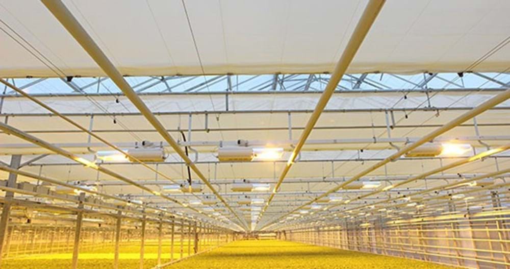 Famifarm is one of Finland's largest lettuce growers. Shown here is a 5,000 m² greenhouse equipped with double screens (Luxous and Harmony).