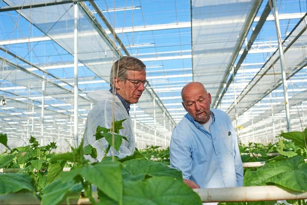 Pictured above is Hugo Plaisier, Climate Advisor at Svensson. Double screens are commonly used by growers to regulate humidity and CO2 levels with precision in their greenhouses.
