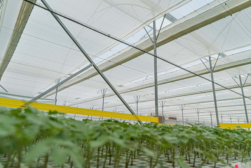 Pharis Rico of Plantanova in Tuxpan, Mexico uses PARperfect to control temperatures up to 31°C in his greenhouse and Xsect to manage thrips.