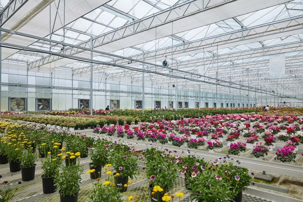 Svensson's PARperfect solution perfectly suits our flexibility needs in seedling cultivation", says Zhan Ruiqi of Tangchao Horticultural Breeding Center in Fujian, China.