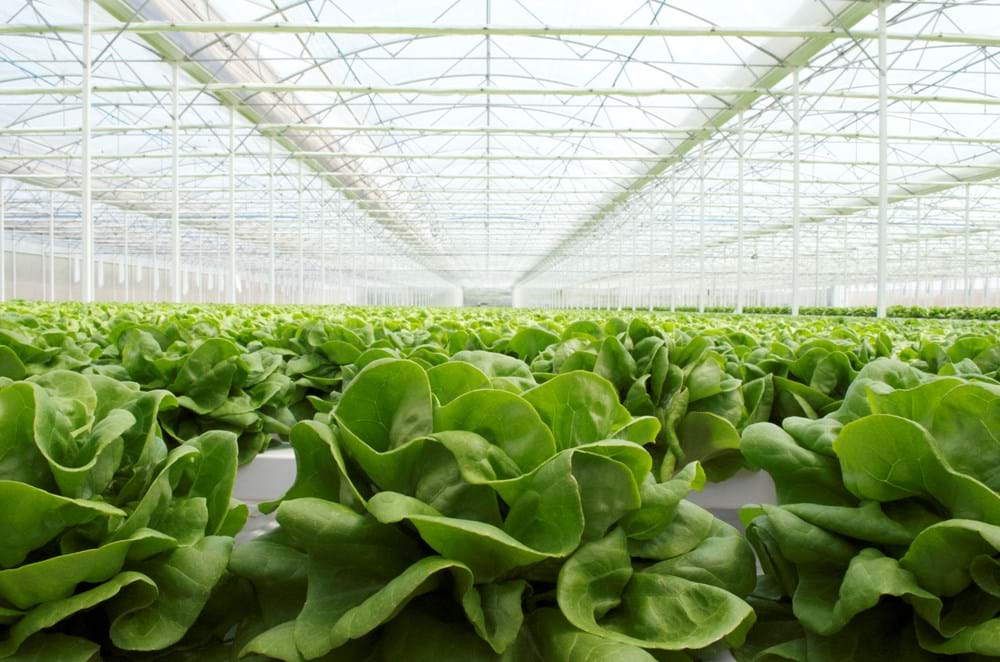 Double screens offer growers precise, crop-specific climate control—ideal for everything from LED-grown tomatoes to leafy greens.