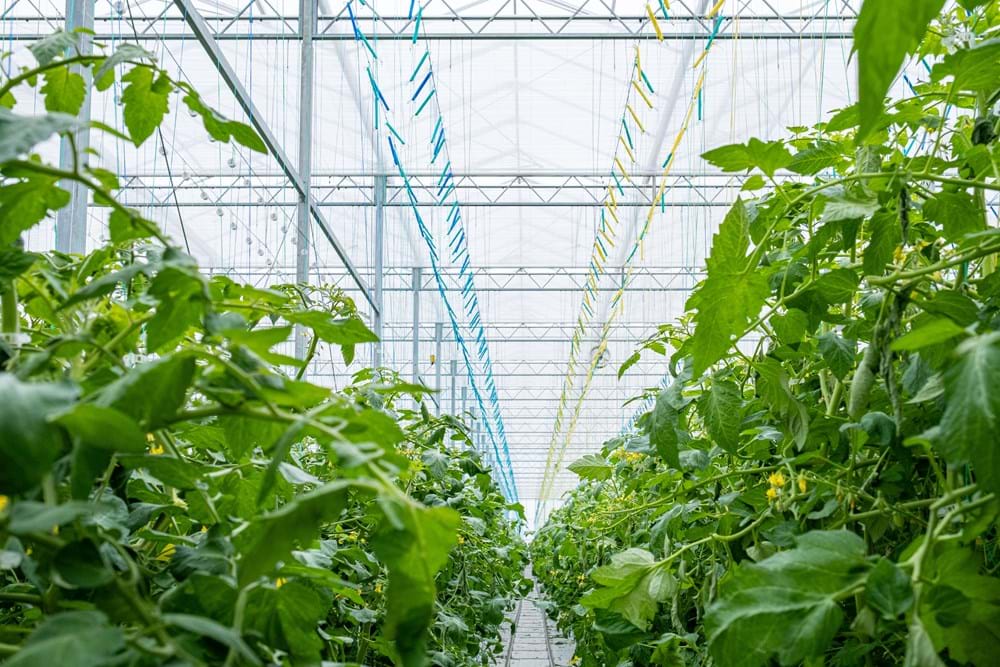 Ridge Farms uses Luxous Light screens for energy savings and high light levels, and Harmony 5747 FR to shade the walkways.