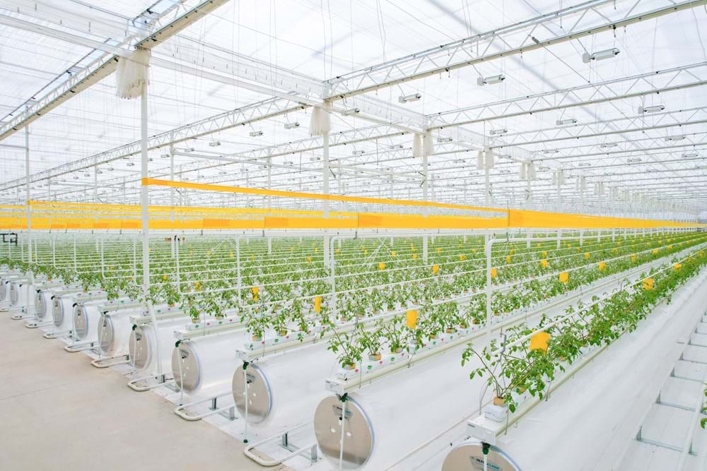 招贤五彩3号番茄温室于2025年3月定植。