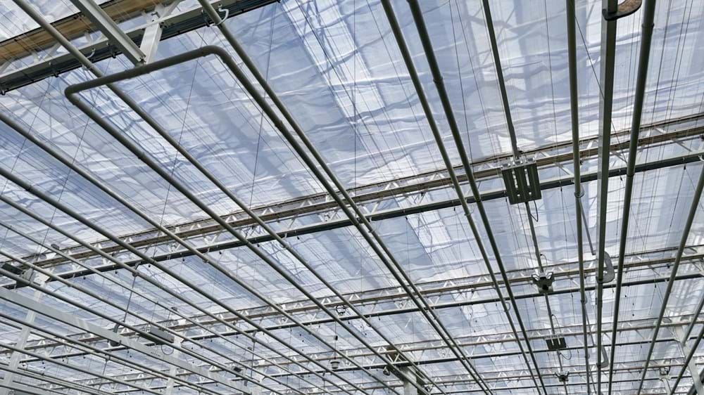 Ontario Plants is using Xsect Xtreme is an overhead application, which has lead to an 80% reduction in thrips.