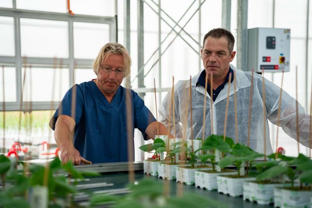 Pieter van Dijk and Svensson's Dustin Mater examine crops at the Glencoe facility.