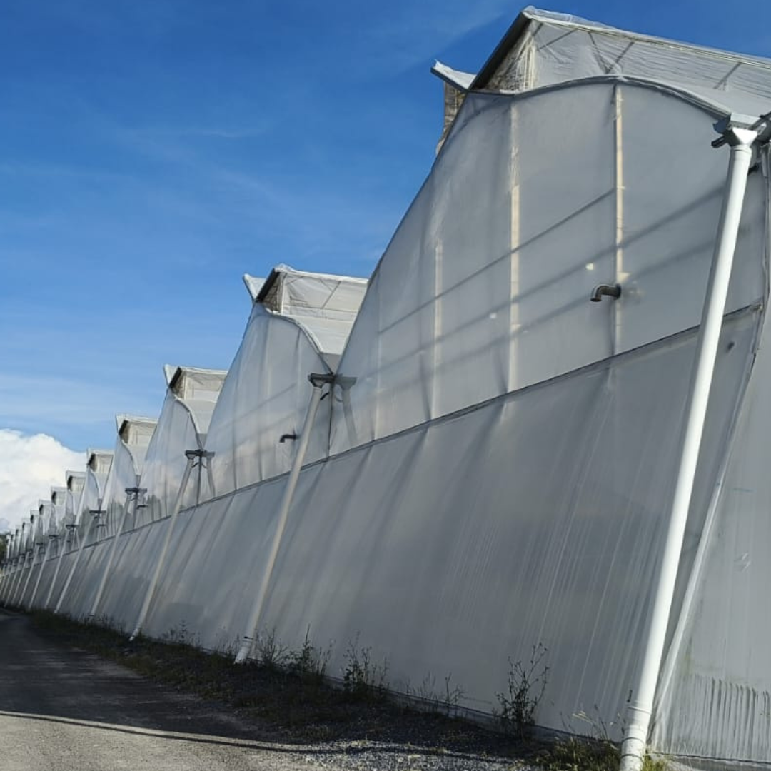 JD Agro, Aguascalientes, 墨西哥